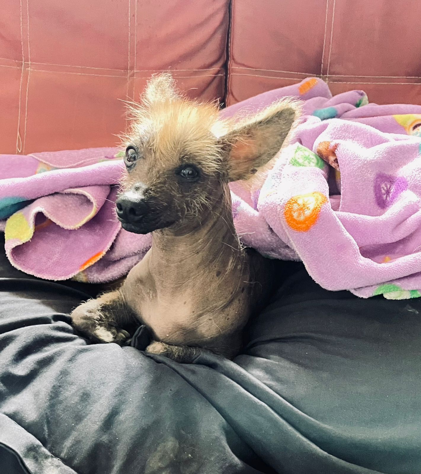 Mascota