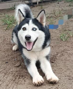 Mascota