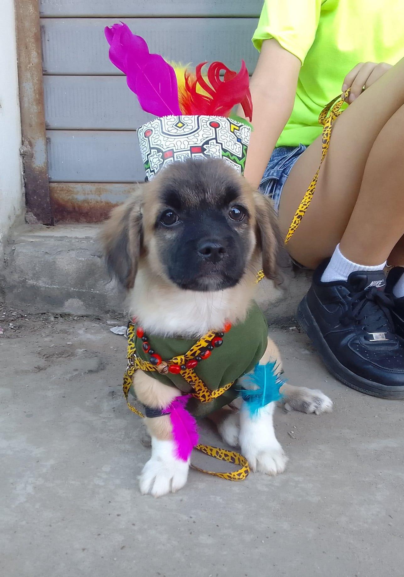 Mascota