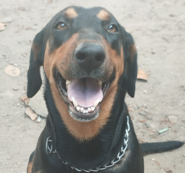 Mascota