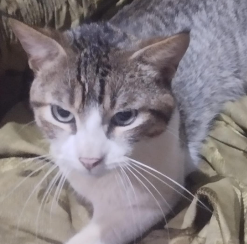 Mascota