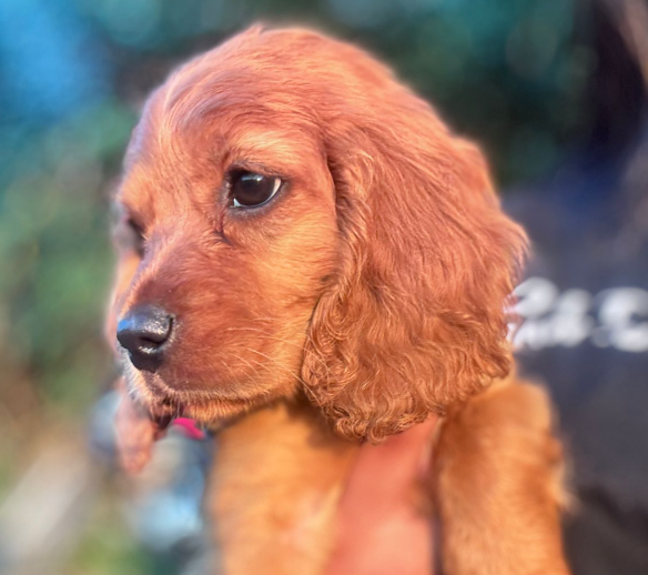 Mascota