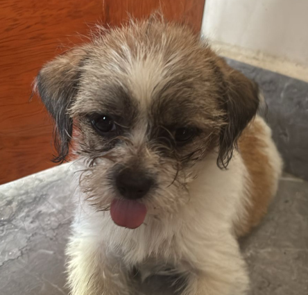 Mascota