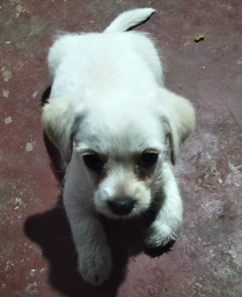 Mascota