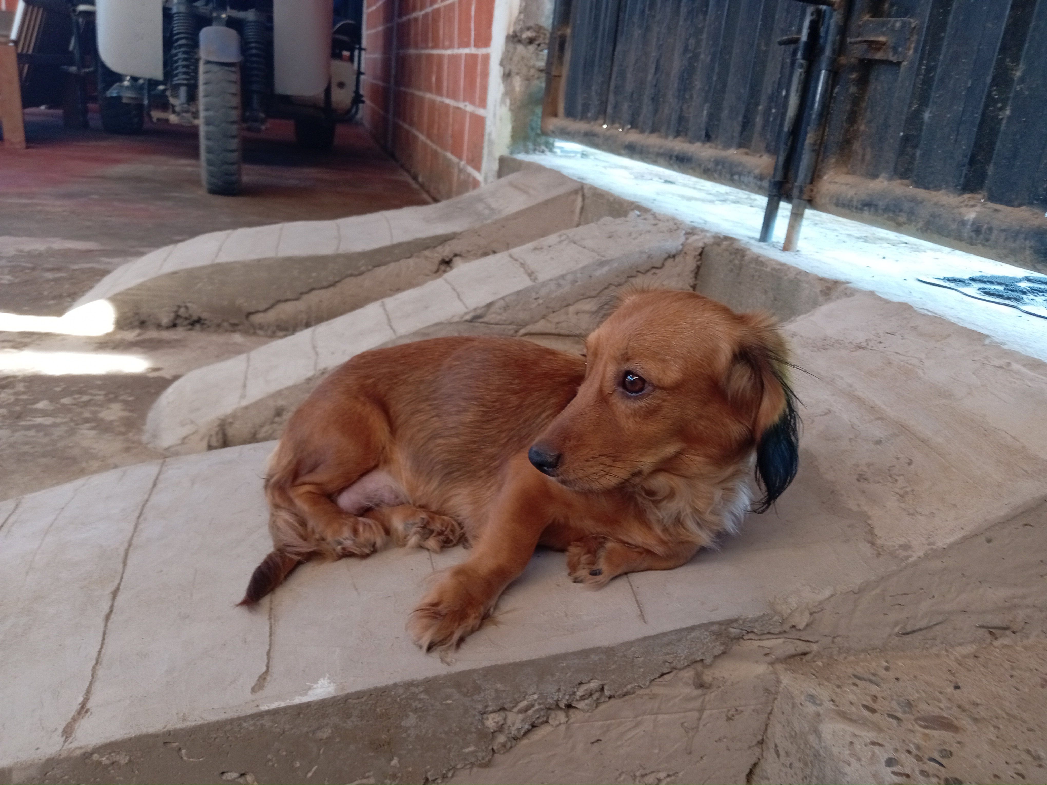 Mascota
