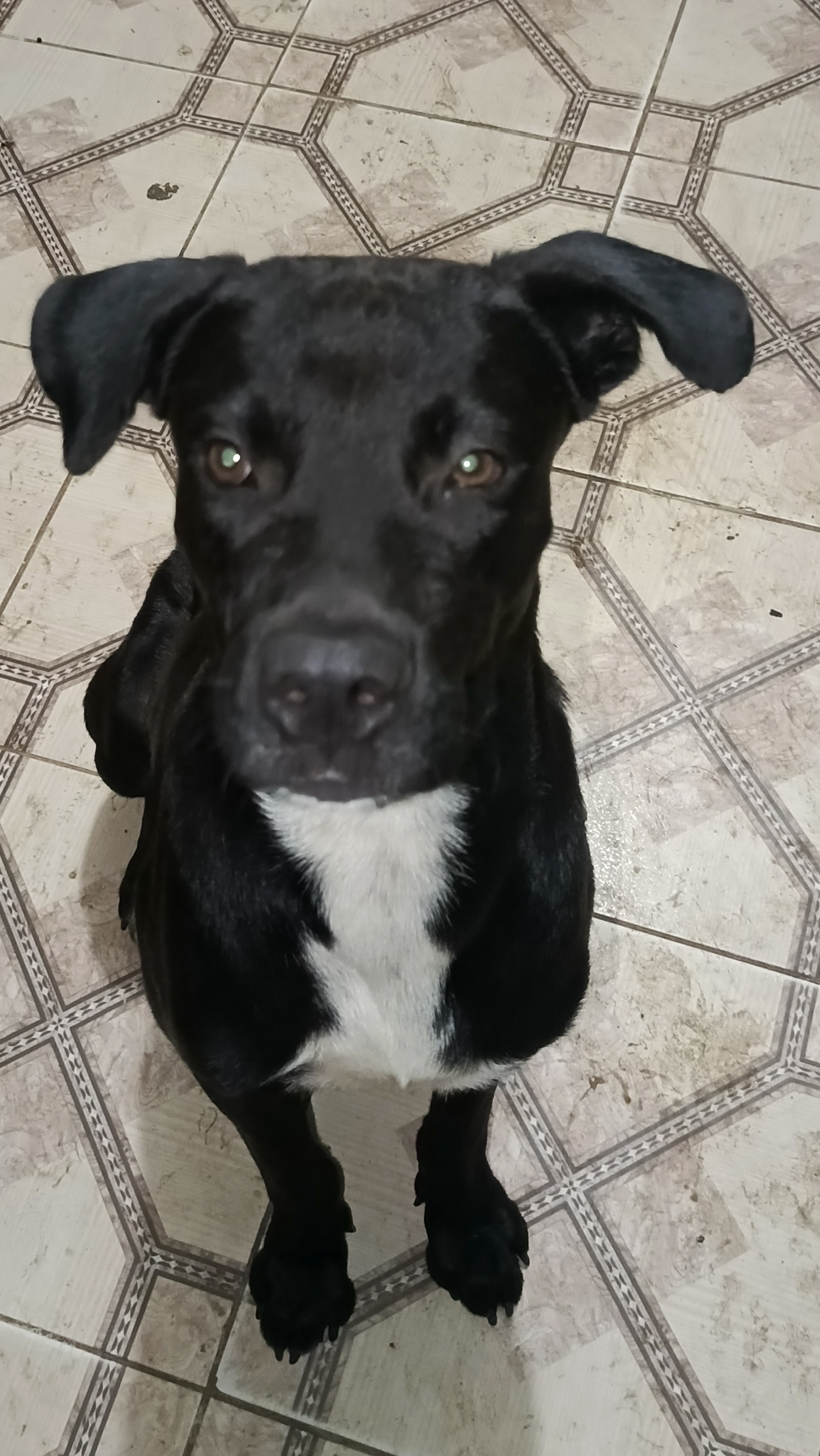 Mascota