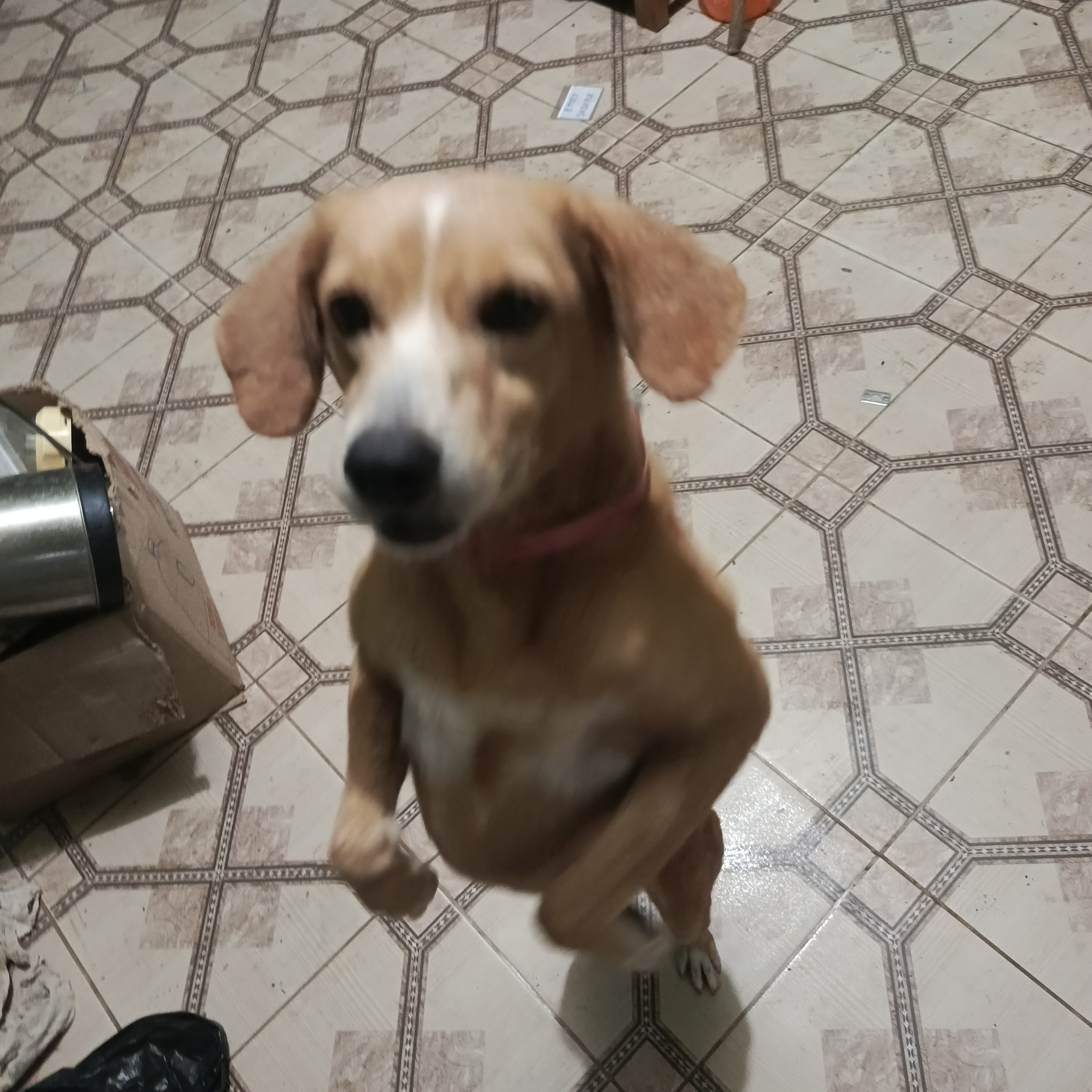 Mascota